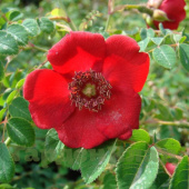 Роза гибрид мойези Гераниум (Geranium (Rosa moyesii 'Geranium'))