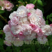 Роза мускусный гибрид Хивенли Пинк (Heavenly Pink) C12,5