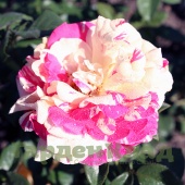 Роза плетистая крупноцветковая (клаймбер) Ваниль Фрейз (Vanille Fraise (LAPvanil)) C12,5