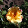 Роза плетистая крупноцветковая (клаймбер) Мунлайт (Moonlight (KORklemol))2