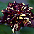 Роза флорибунда Фокус Покус (Hocus Pocus (KORpocus, Hocus Pocus Kordana) C30