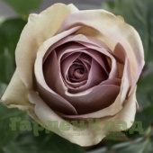 Роза кенийская Дак Гипноз (Dark Hypnose) C12,5