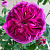 Роза галльская Шарль де Мильз (Charles de Mills (Bizarre Triomphant, Ardoisee, Maheca de Dupont, Rosa gallica atropurpurea, Rose Bleue)) С30