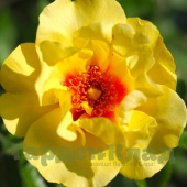 Роза персидский гибрид Айконик (Eyeconic (MEIpouzmoi, Grimpant Eyeconic) C30