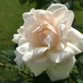 Роза плетистая крупноцветковая (клаймбер) Мадам Альфред Каррье (Madame Alfred Carriere, Madame) C30