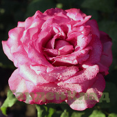 Роза чайно-гибридная Клод Брассёр (Claude Brasseur (MEIbriacus) C30