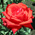 Роза чайно-гибридная Литке (Litke) C30
