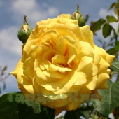 Роза плетистая крупноцветковая (клаймбер) Голдштерн (Goldstern (TANtern, Gold Star, Stella Dorata)) C30