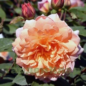 Роза английская Грейс (Grace (AUSkeppy)) C12,5