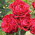 Роза флорибунда Роза 4-х ветров (Rose des 4 Vents,DELroufra, Роз дэ КятрО Ван) C30
