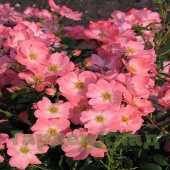 Роза почвопокровная Пинк Бланкет (Pink Blanket (WILjans))