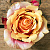 Роза чайно-гибридная Черри Бренди (Cherry Brandy) C30