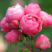 Роза флорибунда Помпонелла (Pomponella (KORpompan)) C30