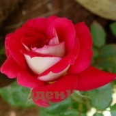 Роза флорибунда Распбери Куин (Raspberry Queen) C30