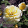Роза плетистая крупноцветковая (клаймбер) Римоза (Rimosa)1