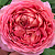 Роза английская Джубили Селебрейшн (Jubilee Celebration (AUShunter)) C30