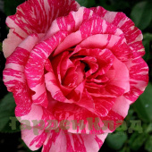 Роза чайно-гибридная Пинк Интуишн (Pink Intuition, Delstrifram) C30