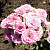 Роза спрей Лавендер Мейяндина (Lavender Meillandina (MEIptima, Lavender Sunblaze)) C30