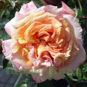 Роза плетистая крупноцветковая (клаймбер) Барок (Barock (TANbak)) C30