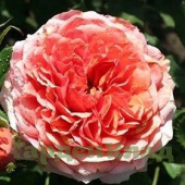 Роза чайно-гибридная Саша C30