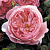 Роза английская Зе Алнвик Роуз (The Alnwick Rose (AUSgrab, Alnwick Castle)) C30