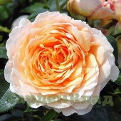 Роза плетистая крупноцветковая (клаймбер) Джиндже Силабаб (Ginger Syllabub (HARjolly, HARjolina))C12,5