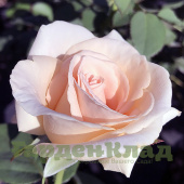 Роза чайно-гибридная Осиана (Osiana (Oceana)) C30