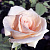 Роза чайно-гибридная Осиана (Osiana (Oceana)) C30