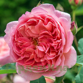Роза английская Боскобель (Boscobel (Auscousin)) C30