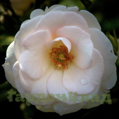 Роза флорибунда Аспирин Роуз (Aspirin Rose (TANiripsa, Aspirin-Rose, Glacier Magic, Special Child)) C30