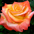Роза чайно-гибридная Энриан де Шапонэ (Henryane de Chaponay, Ora 351) C30