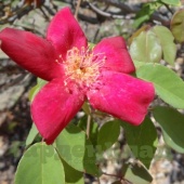 Роза китайская Сангуини (Sanguinea (Bengal Beauty, Bengal Crimson,"Rookwood China", Rosa indica Thory, Rosa semperflorens simplex Andr))