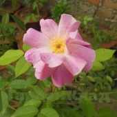 Роза Рубигиноза (Rubiginosa (sweet briar, weetbriar rose, sweet brier or eglantine) 