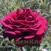 Роза чайно-гибридная Бургунд 81 (Burgund 81) C30