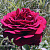 Роза чайно-гибридная Бургунд 81 (Burgund 81) C30