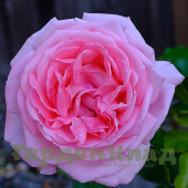 Роза шраб Ля Роз де Молинар (La Rose de Molinard (Delgrarose)) C30