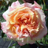 Роза плетистая (клаймбер) Барок (Barock (TANbak)) C30
