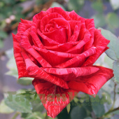 Роза чайно-гибридная Ред Интуишн (Red Intuition, DELstriro) C30