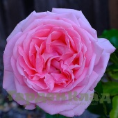 Роза шраб Ля Роз дэ Молинар (La Rose de Molinard  (Delgrarose)) C12,5
