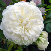 Роза английская Транквилити (Tranquillity (Ausnoble)) C30