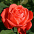 Роза чайно-гибридная Тропикана (Tropicana) C30