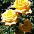 Роза чайно-гибридная Папиллон (Papillon, TANnollipa) C30