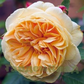 Роза английская Тизин Джорджия (Teasing Georgia (AUSbaker, P/27/88, TG2476)) C30