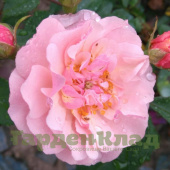 Роза мускусный гибрид Корнелия (Cornelia) С30