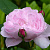 Роза английская Мэри Роуз (Mary Rose (AUSmary)) C30