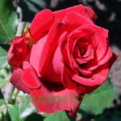 Роза чайно-гибридная Престиж (Prestige, TAN01549) C30