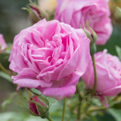 Роза бурбонская Мадам Нойманн (Madame Neumann (Hermosa, Melanie Lemaire, R chinensis hermosa)) С30