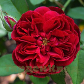 Роза английская Дарси Бассел (Darcey Bussell (AUSdecorum, Monferrato)) C30