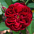 Роза английская Дарси Бассел (Darcey Bussell (AUSdecorum, Monferrato)) C30
