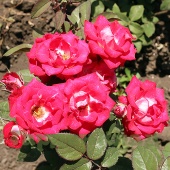 Роза спрей Руби Стар (Ruby Star (Intertrorats)) C12,5